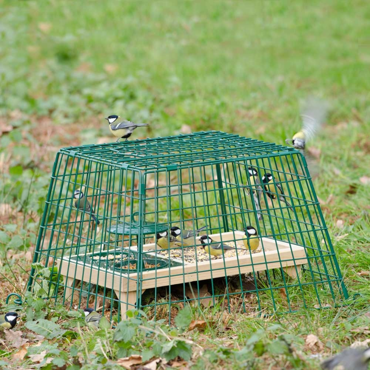 Schutzkäfig grün - kleine Maschen